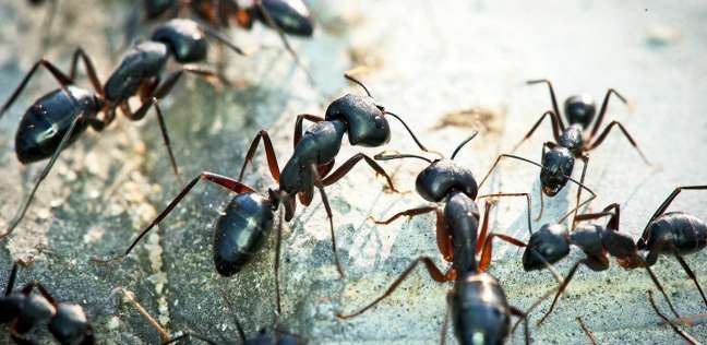 هجوم النمل