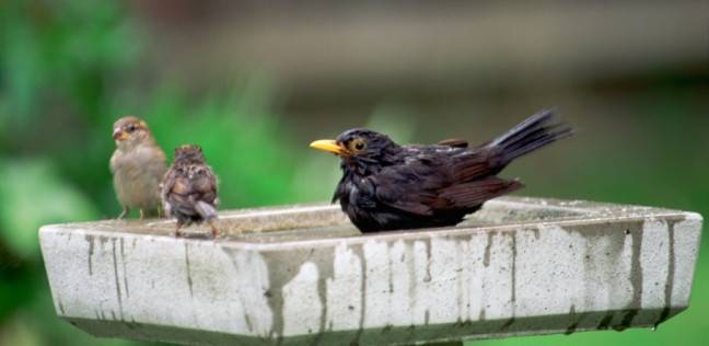 هل تستطيع الأنواع المختلفة من الطيور أن تتواصل؟