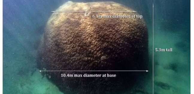اكتشاف أكبر هيكل شعاب مرجانية