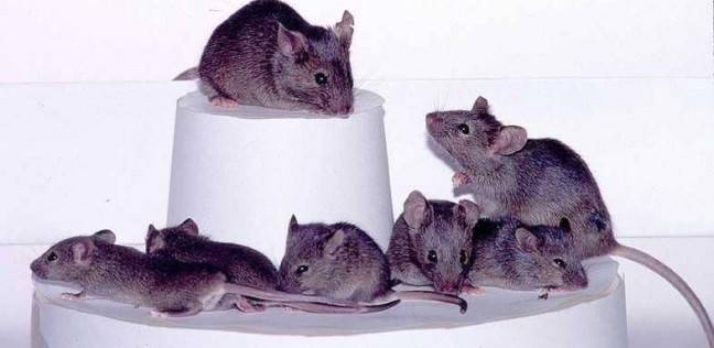 تبرئة الفئران من جريمة أكل نصف طن من المخدرات
