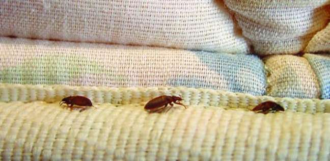 8 أشياء في منزلك تخلص منها فورا.. قد تجلب أخطر أنواع الحشرات