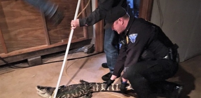 الشرطة تنقذ تمساح