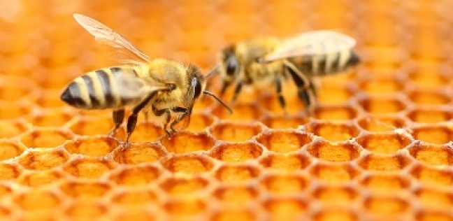 دراسة تكشف علاقة غير عادية بين النحل وكسوف الشمس