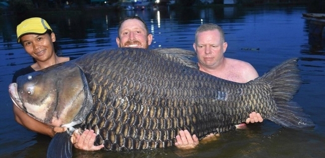الصياد البريطاني ورفاقه مع السمكة Giant barb