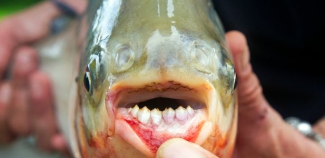 العثور على سمكة مخيفة بأسنان بشرية