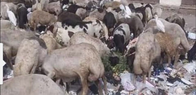 حيوانات تأكل من القمامة