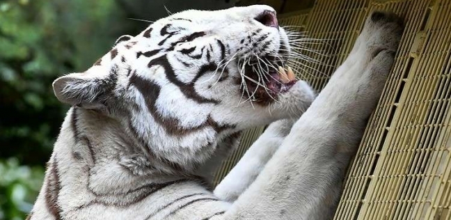 نمر يمزق عنق عامل بحديقة حيوان يابانية.. والأطباء يفشلون في إنقاذه
