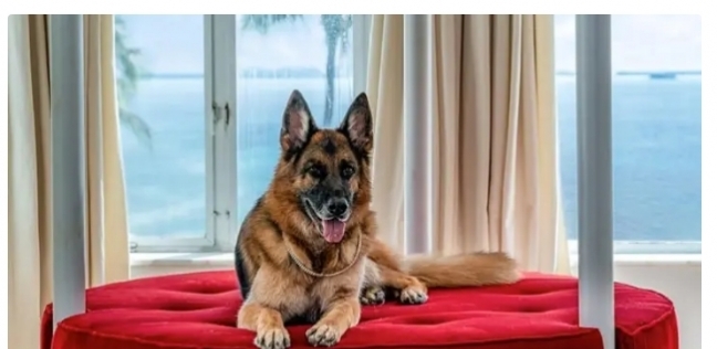 «جونثر السادس» أغنى كلب في العالم
