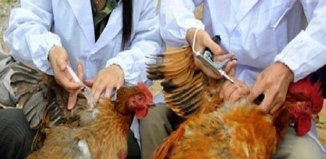 شديد الخطورة .. ظهور فيروس إنفلونزا الطيور في الصين