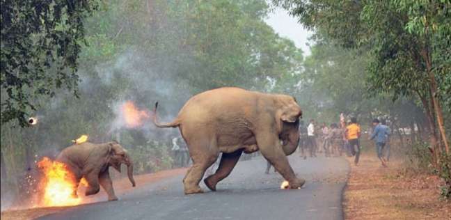أنثى الفيل وصغيرها يهربان من هجوم ناري