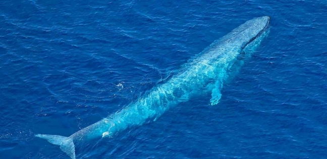 الحوت الأزرق