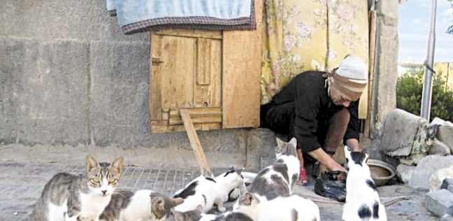 «هدى» أثناء إطعام القطط التى تؤويها فى بيتها