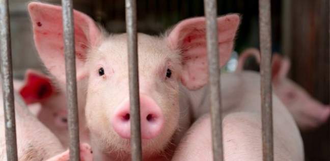 الخنازير في قلب اختبارات كورونا