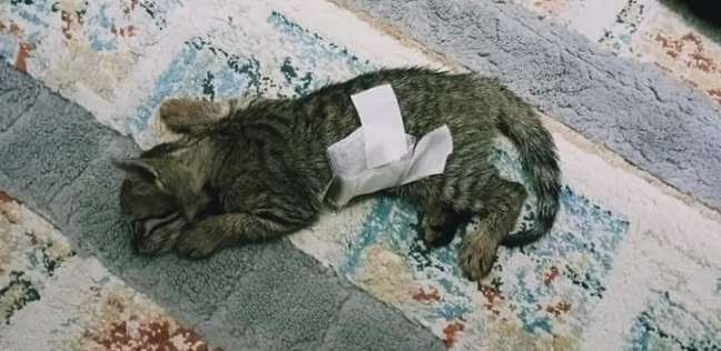 القطة بعد إجراء جراحة الأمعاء