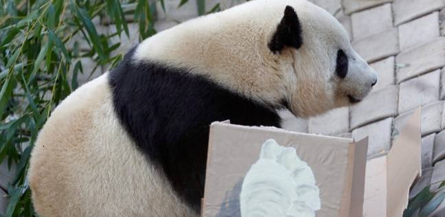 "يانج يانج".. باندا فنانة تجذب زوار حديقة حيوان برسوماتها