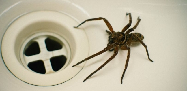بالصور| العناكب البرية تقتحم المنازل في بريطانيا بحثا عن الإناث