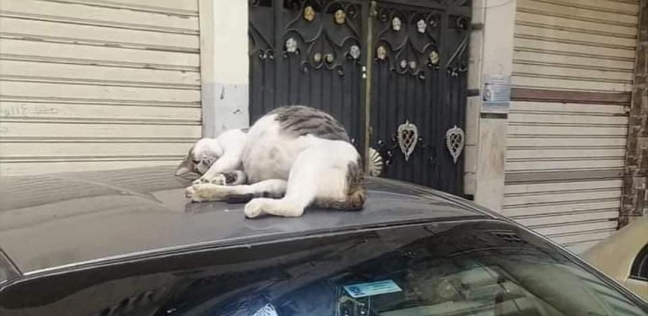 قطة نائمة على سيارة الشاب السوهاجي
