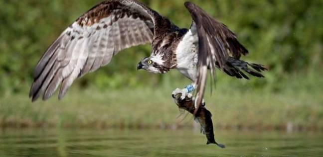 صور نادرة لطيور جارحة تصطاد الأسماك في اسكتلندا
