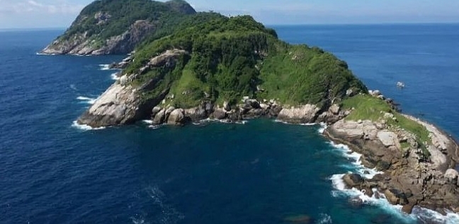 جزيرة خاصة للأفاعي.. تضم أكثر من 4000 ثعبان سام في البرازيل