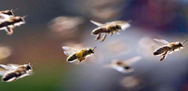 سرب من النحل