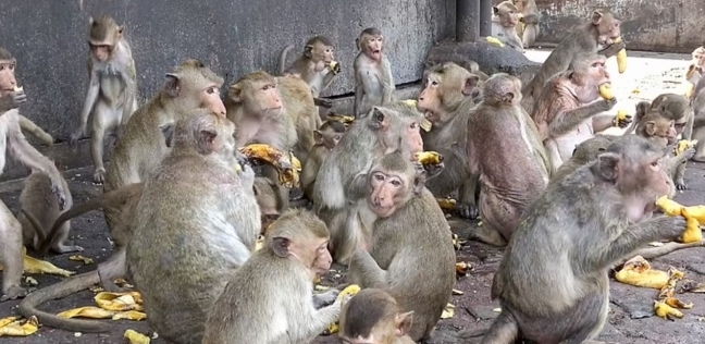 القرود أثناء غزوها للمدينة