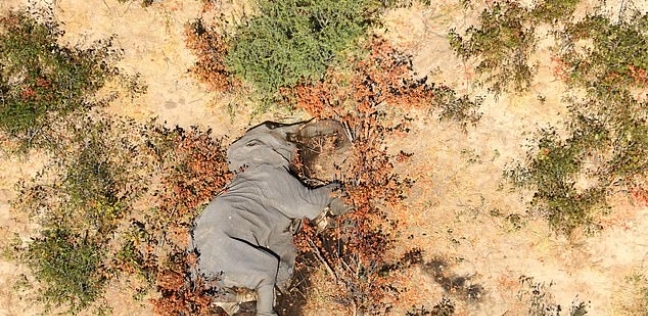 جانب من وفاة الأفيال في بتسوانا