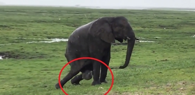 شاهد ماذا فعلت فيلة بعد ولادتها مباشرة لحماية طفلها