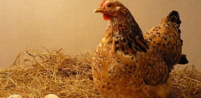 الدجاجة أولًا أم البيضة