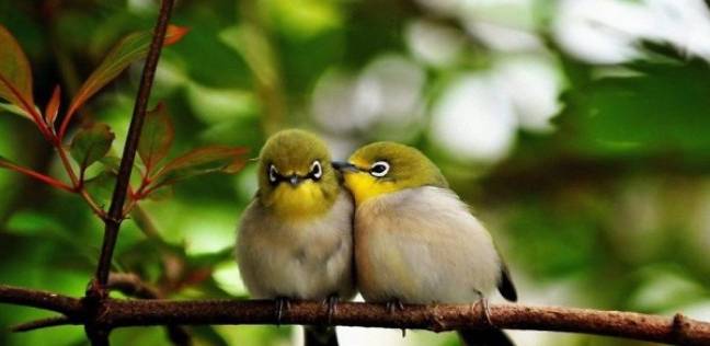 هرمون الحب موجود لدى الطيور
