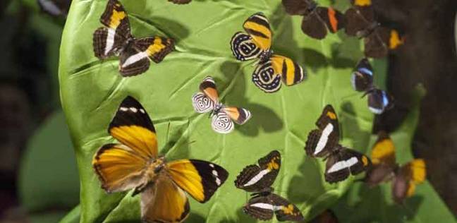 علماء يتوصلون إلى طريقة تحليق الفراشات