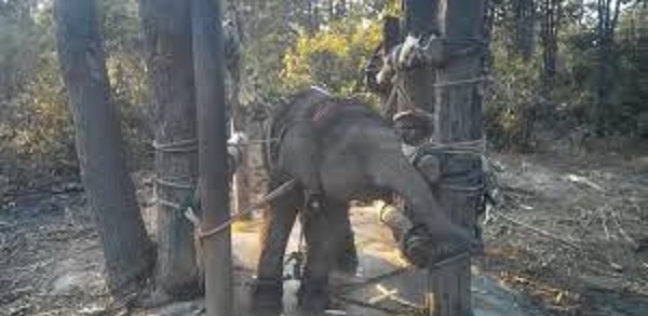يهدف المدربون من عملية سحق الأفيال جعلها خاضعة بما يكفي للتفاعل مع السياح