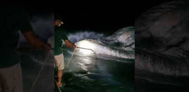 مخلوق غامض يظهر على ساحل الفلبين ويثير الذعر