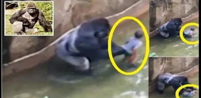 طفل سقط في حوض غوريلا