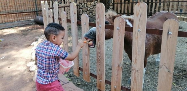 الأطفال أثناء تقديم أطعمة للحيوانات بعد افتتاح الحديقة