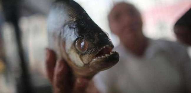 سمكة البيرانا - أرشيفية