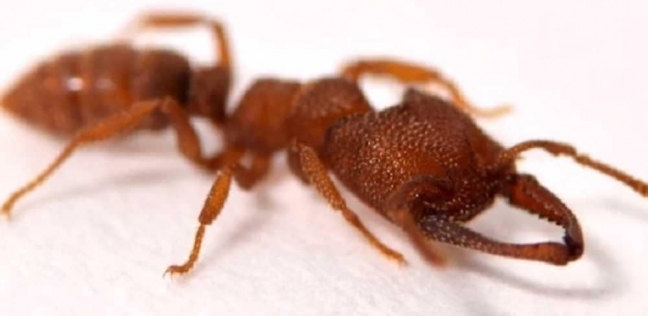 "دراكولا" نوع من النمل صاحب أسرع فك حيوان في العالم