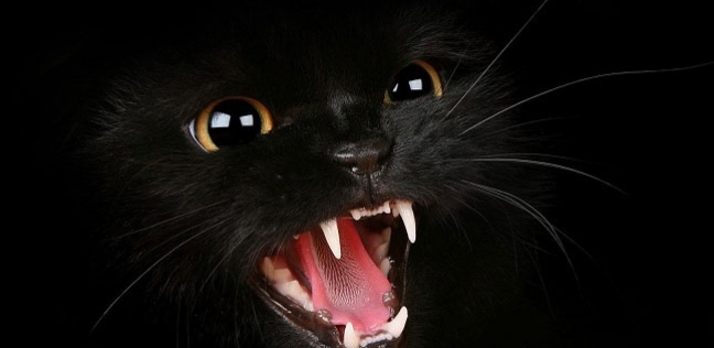 تفسير حلم قطة سوداء