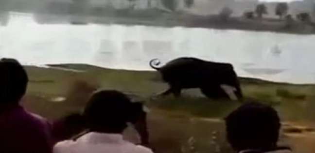 مقطع من فيديو الفيل اثناء سحقه