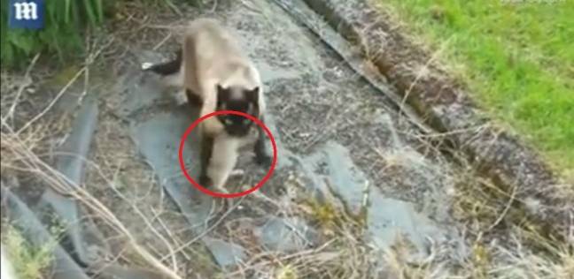 فيديو لأرنب هرب من أنياب قطة ليقع بين مخالب بومة يحقق الالاف المشاهدات