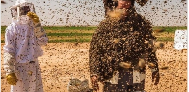بالصور|رجل سعودي يحاول كسر رقم قياسى بـ"طريقة بشعة" مستخدماً النحل