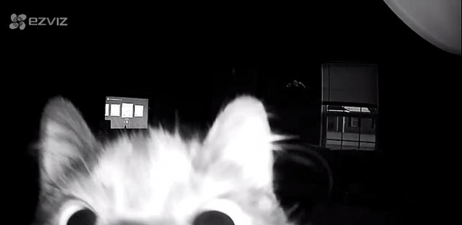 لقطة من مقطع الفيديو الذي سجلته كاميرا المراقبة للقط الفضولي