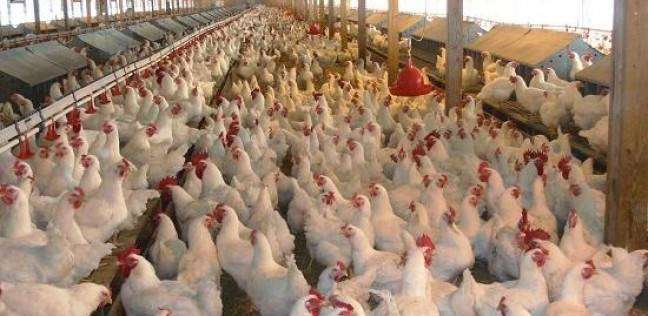 "الدرس القاسي" يتسبب في وفاة ثعلب بمزرعة دجاج في فرنسا