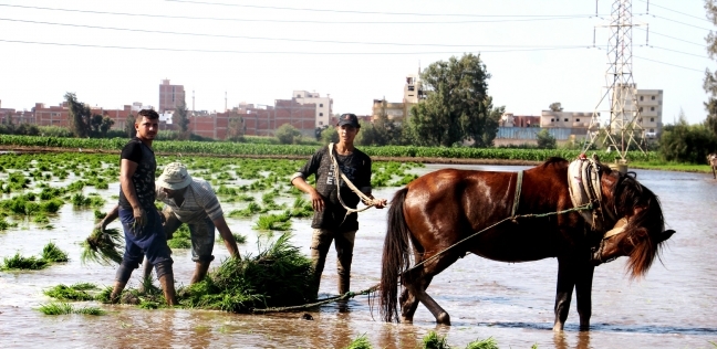 العمال أثناء زراعة شتلات الأرز بالغربية