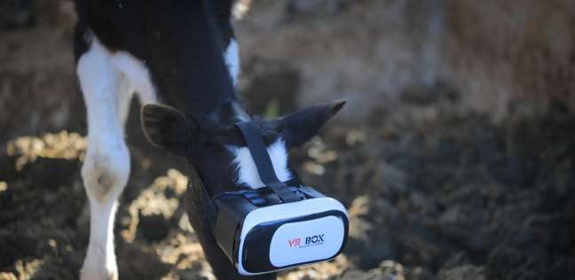 نظارات الواقع الافتراضي على الأبقار