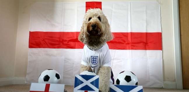 على طريقة الأخطبوط بول.. كلب يتنبأ بنتيجة لقاء إنجلترا