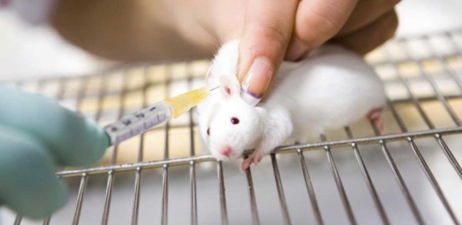 تجربة مخبرية على الفئران تكشف طريقة فعالة لتطهير الجسم من السموم