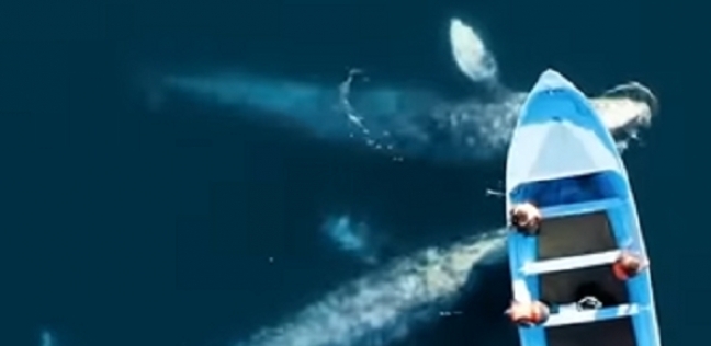 لحظة محاصرة سرب من الحيتان لقارب يحمل ركاب