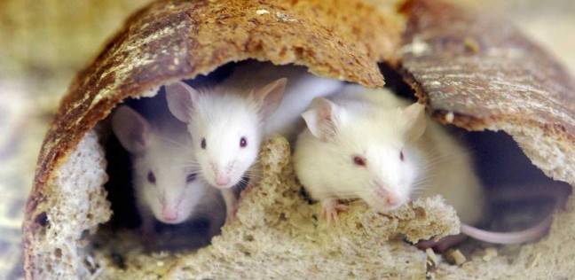 علماء يزرعون "دماغا" بشريا في الفئران.. تعرف على النتيجة؟