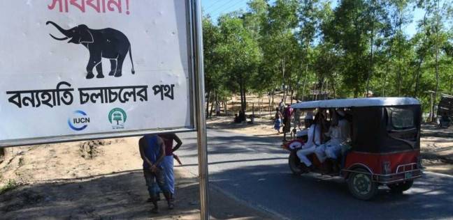 أفيال تقتل لاجئين من الروهينجا في بنجلاديش