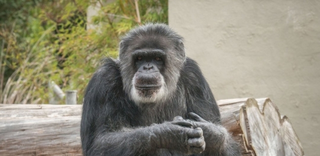 كوبي أكبر شمبانزي ذكر معمر في الولايات المتحدة